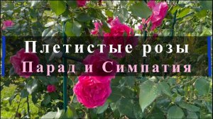 Плетистые розы Парад и Симпатия