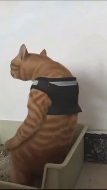 Котперекот