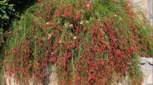 Karina Gembicky Poem «Someone else»