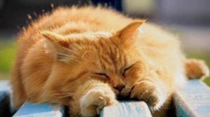 Мне надо срочно что-то сотворить. Русский рок - стихи Виктора Левашова, Ярославль.