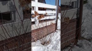 Обрезка взрослой гортензии после зимы