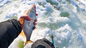 НАШЁЛ КРУПНЯК В ТРАВЕ! ЛЕСКА ТРЕЩИТ ОТ ТАКОЙ ПЛОТВЫ на безмотылку. Рыбалка зимой в 2026