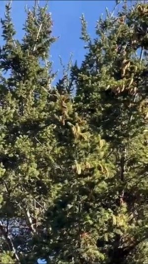 MOV_20260316_203320_230.mp4