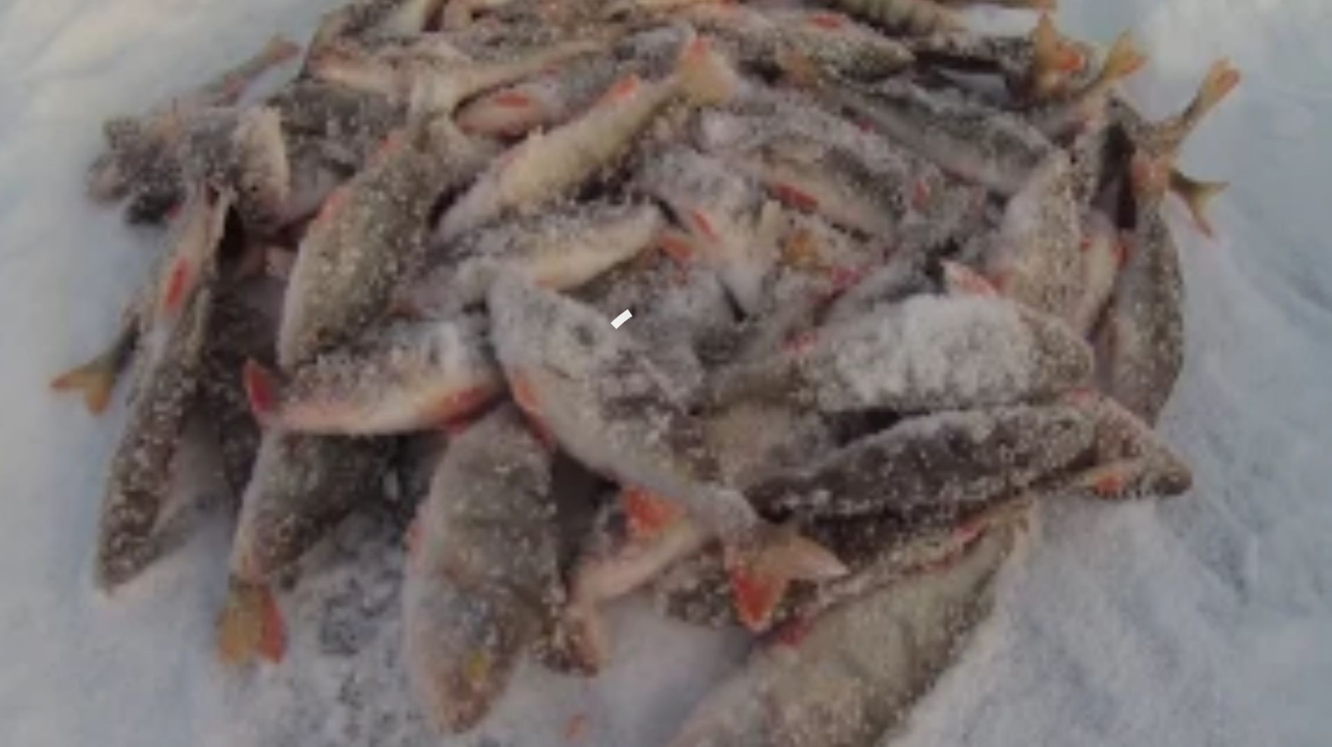 Ловля окуня зимой