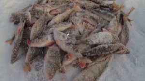 Ловля окуня зимой