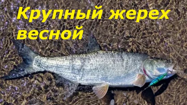 КАК ЛОВИТЬ ГОЛАВЛЯ НА ПОПЛАВОЧНУЮ УДОЧКУ В МАРТЕ? СНАСТИ ДЛЯ ЛОВЛИ ГОЛАВЛЯ ВЕСНОЙ НА УДОЧКУ!!