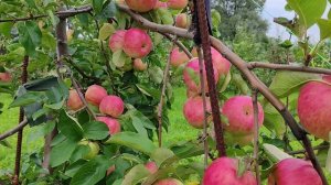 Прери Сенсейшн (Prairie Sensation)