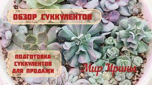 Обзор суккулентов | Подготовка суккулентов для продаже ●●●
