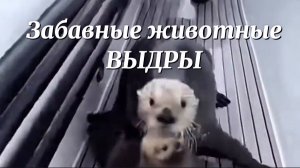 Забавные животные. Речные ВЫДРЫ. Морская выдра КАЛАН