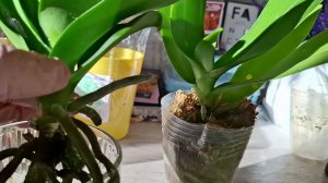 Купила Орхидеи по уценке.Что внутри?Покупать или нет