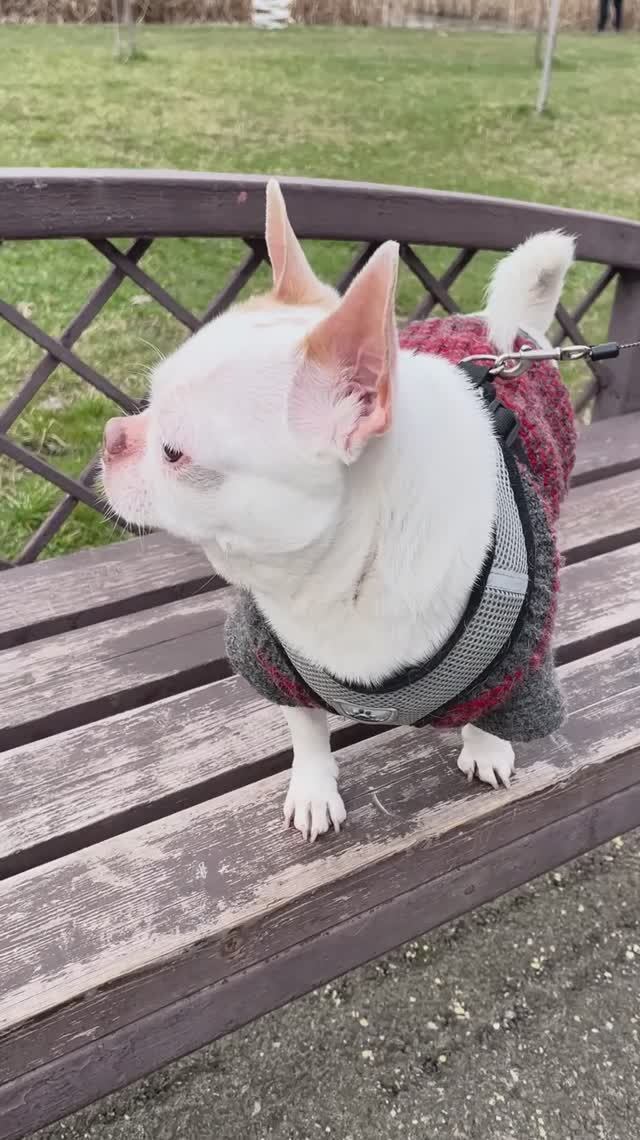 Старая Кубань, прогулка с чихуа хуа