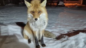 (1240) Лиса приходит в гости. Март 2026