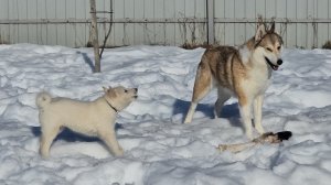 Забар всё сказал