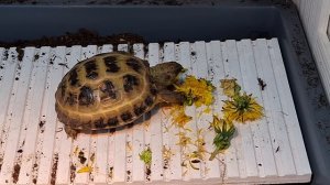 Черепашка Джесси кушает одуванчик