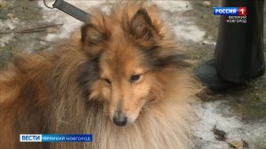 ГТРК СЛАВИЯ Собаки-детекторы 16.03.26