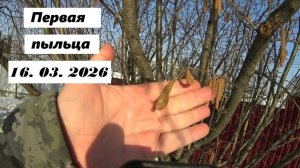 Первая пыльца 16 марта 26г.