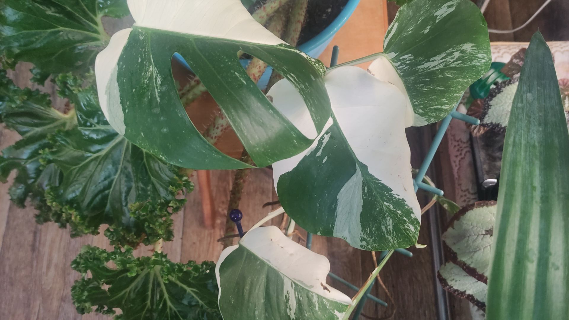 Бегонии и другие растения. Раннее бронирование