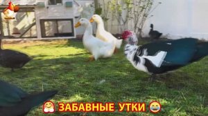 Забавные утки мускусные и пекинские на свободном выгуле со своими друзьями ч.(373) ❣️🤗😂