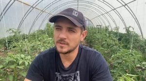 5. Что влияет на вкусовые качества томатов и огурцов. Способы сделать их слаще.