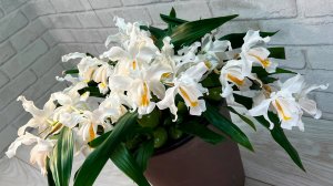 Орхидея ЦЕЛОГИНА  КРИСТАТА (Coelogyne cristata ). Цветение. Уход в домашних условиях, личный опыт.