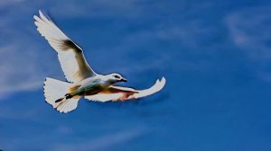 ВЕСЕННИЙ СВЕТ.  СОНГЛИ ГИФТ.