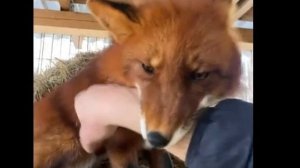 Лиса-Алиса. Утреннее приветствие лиса Игниса