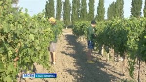 Юные аграрии Ставрополья  выходят на старт