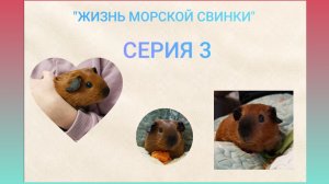 СЕРИАЛ "ЖИЗНЬ МОРСКОЙ СВИНКИ"/СЕРИЯ 3/Морская Свинка Орешек