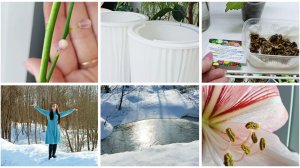 Весна! При поливе обнаружила сюрприз. 20 осминожков в подарок. Купила кашпо.