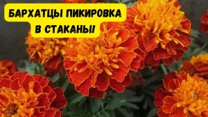 ПИКИРОВКА БАРХАТЦЕВ В СТАКАНЫ