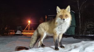 (1241) Лиса приходит в гости. Март 2026