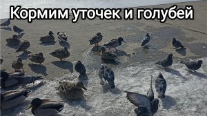 16-03-2026. Кормим уточек и голубей.