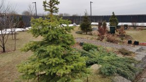 Первая прогулка по саду после снежной зимы. 16.03.2026 восток Ленинградской области