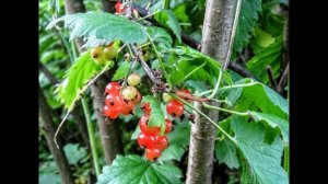 Сибирским краем очарован - песня