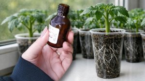 Рассада толстеет на глазах! Стебель у рассады жирный и крепкий! Лучшая подкормка для любой рассады