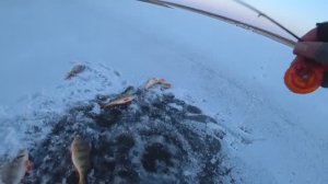 Бешенный клёв окуней за кило!тут щуков как дров! Зимняя рыбалка