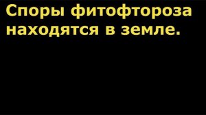 И ФИТОФТОРОЗА НЕ БУДЕТ! Два пути в агротехнике.
