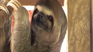 Зоопарк на притоке Амазонки, реке Мамон. Перу. Икитос 2008г