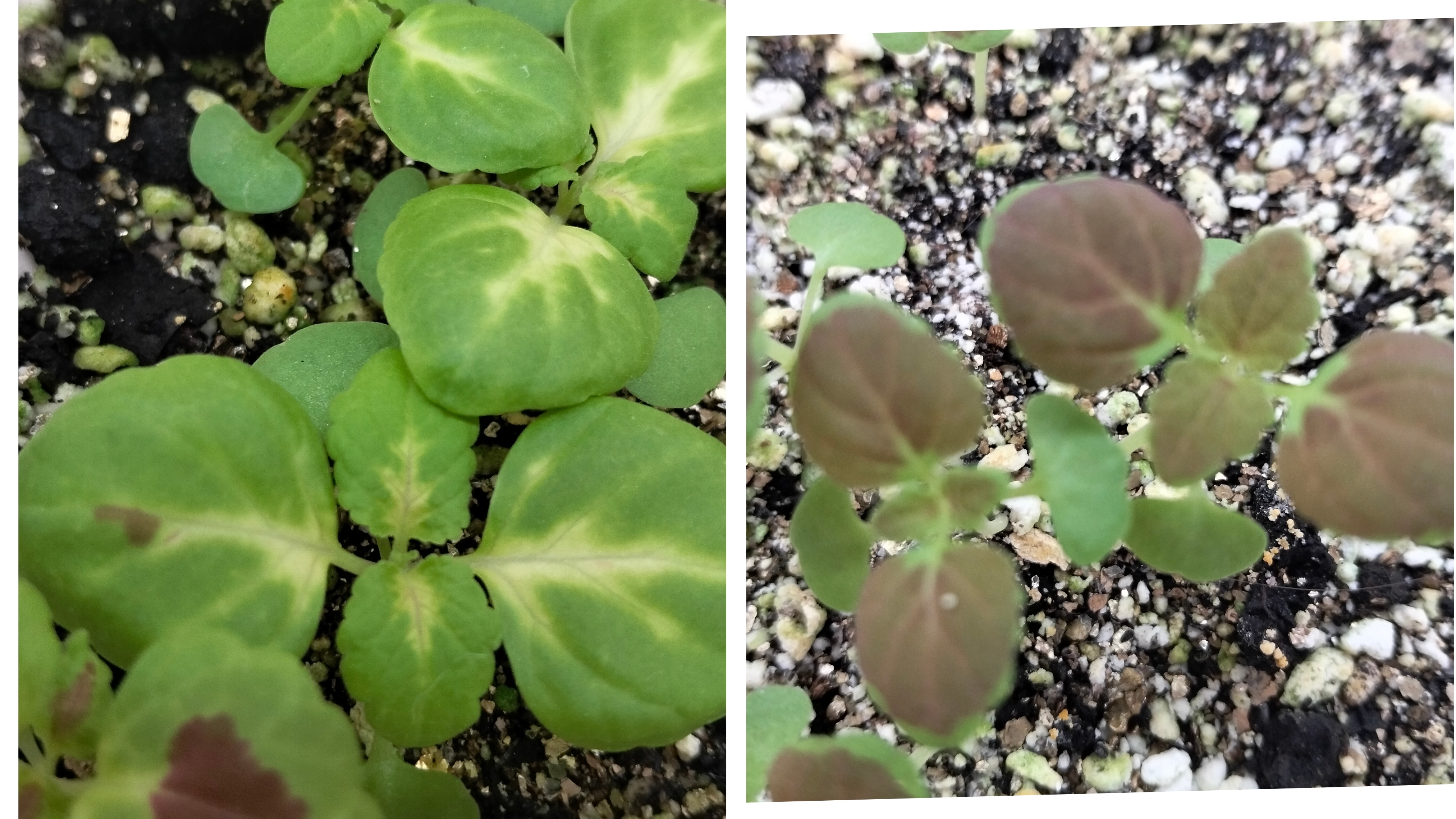 Колеусы из семян, всходы колеусов