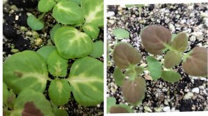 Колеусы из семян, всходы колеусов