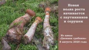 Новая волна роста началась с паутинников и серушек. Дневник грибника 8 августа 2020 года.