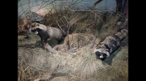 Белорусь 2024 Беловежская пуща