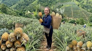 Собираю урожай медовых ананасов, для продажи на рынке. Энн. Жизнь во Вьетнаме