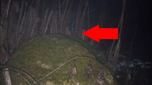 Загадочное животное за большим камнем | Лесной зверь