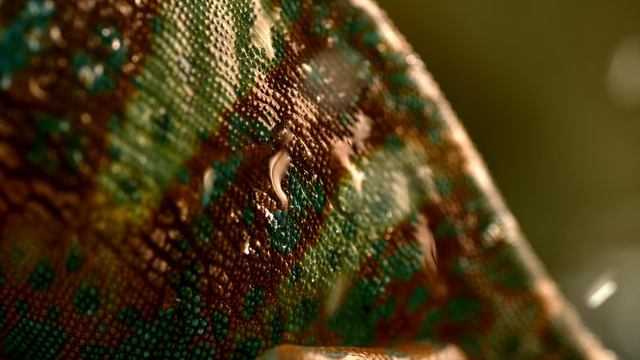 Звуки дождя с хамелеоном для сна слушать • naomix.ru