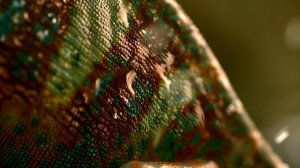 Звуки дождя с хамелеоном для сна слушать • naomix.ru