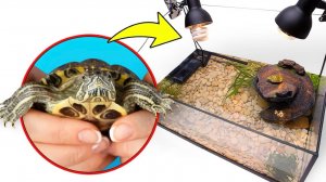 Собираем черепаший террариум для двух милых красноухих черепашек