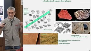 Журавлев А.Ю. - Основы палеонтологии - 5. От ордовикской радиации до девонской нектонной эволюции