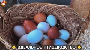 Идеальное птицеводство достойно восхищения 🐓🦆🦢🦚🦃🐔 эпизод (467)
