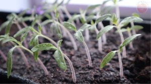 Первая подкормка для рассады помидор! Хилые росточки в крепкую рассаду превратятся за 5 дней.